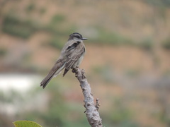 Empidonomus aurantioatrocristatus
