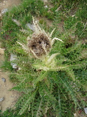 Cirsium spinosissimum