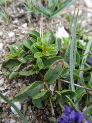 Veronica allionii
