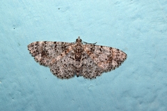 Myrioblephara