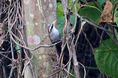 Pomatorhinus schisticeps