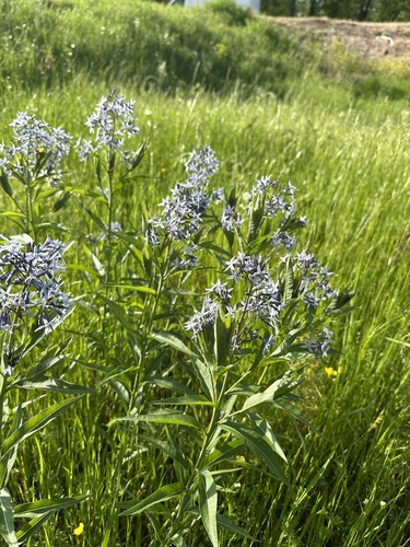 Amsonia tabernaemontana iNat (1)