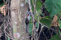 Pomatorhinus schisticeps