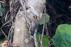 Pomatorhinus schisticeps