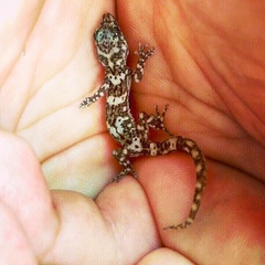 Phyllodactylus gerrhopygus
