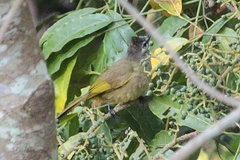 Pycnonotus flavescens