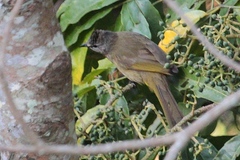 Pycnonotus flavescens