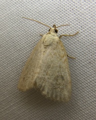 Protodeltote albidula