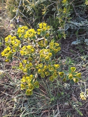 Euphorbia glareosa, photograph Дмитрий Дунин, CC BY, iNaturalist via GBIF