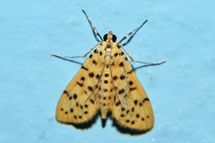 Conogethes punctiferalis