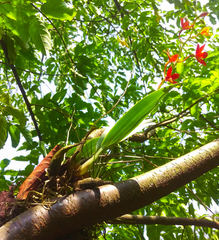 Prosthechea vitellina
