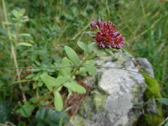 Hylotelephium anacampseros