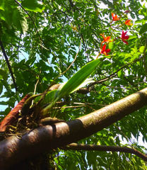 Prosthechea vitellina