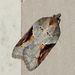 Acleris - Photo (c) Susan Elliott, some rights reserved (CC BY-NC), uploaded by Susan Elliott
