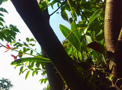 Prosthechea vitellina