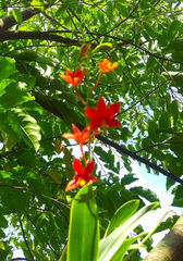Prosthechea vitellina