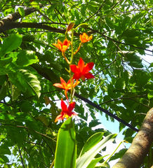 Prosthechea vitellina