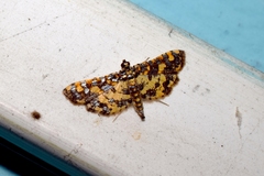 Eurrhyparodes tricoloralis