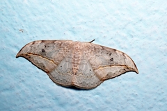 Drepana pallida