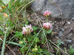 Trifolium thalii