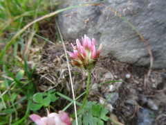 Trifolium thalii