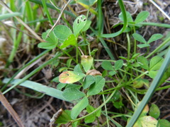 Trifolium thalii
