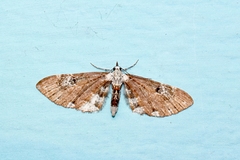 Eupithecia albigutta