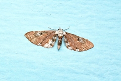 Eupithecia albigutta