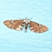 Eupithecia albigutta - Photo (c) Rohit, some rights reserved (CC BY-SA), uploaded by Rohit