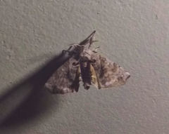 Apatelodes torrefacta