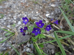 Anchusa