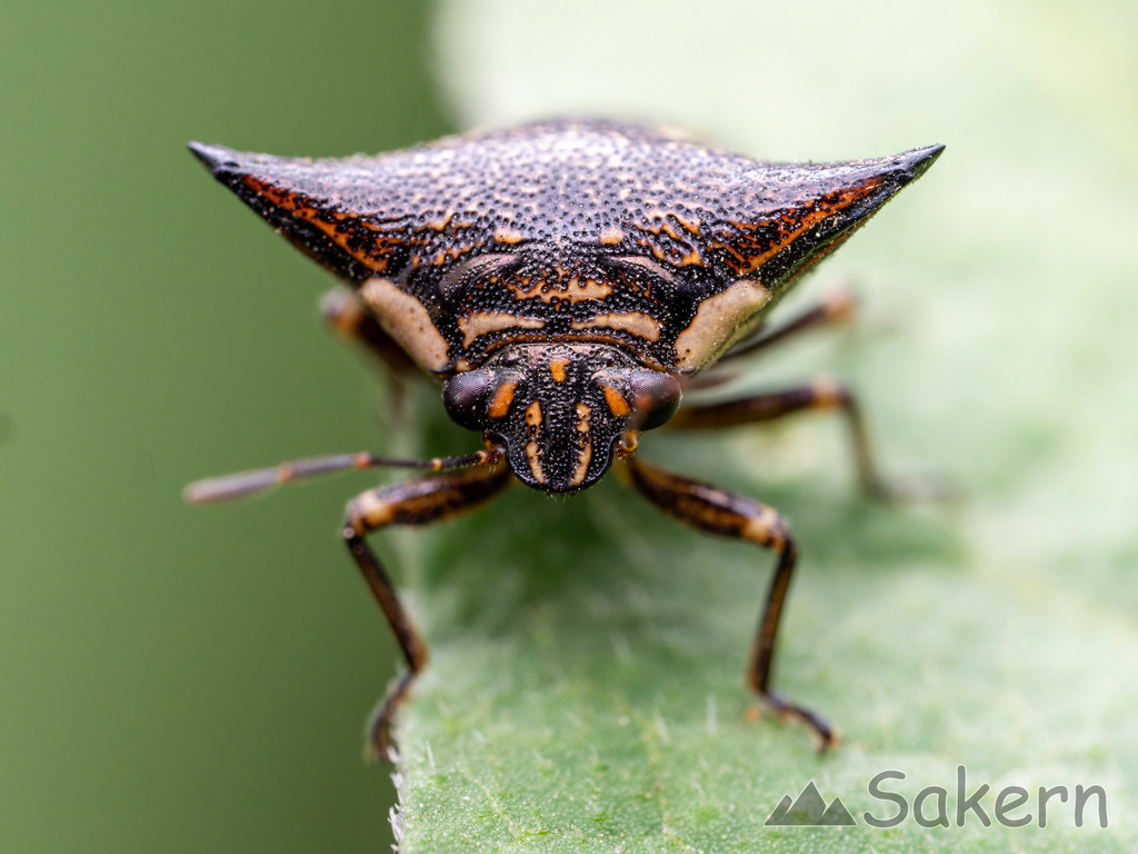 Alcimocoris japonensis