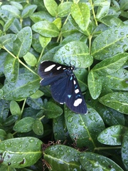 Alypiodes flavilinguis