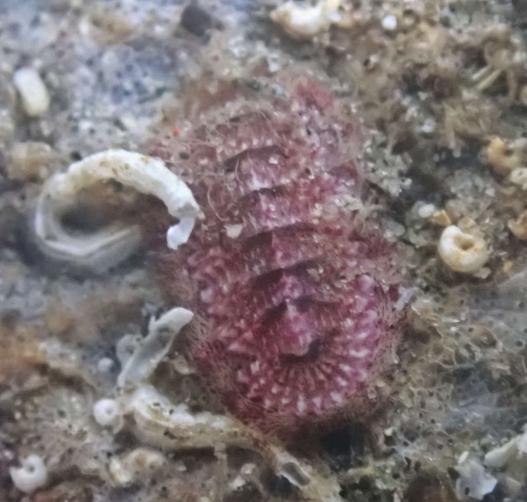 Callistochiton colimensis