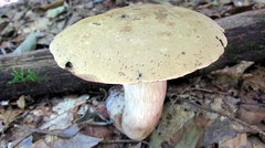Tylopilus atronicotianus