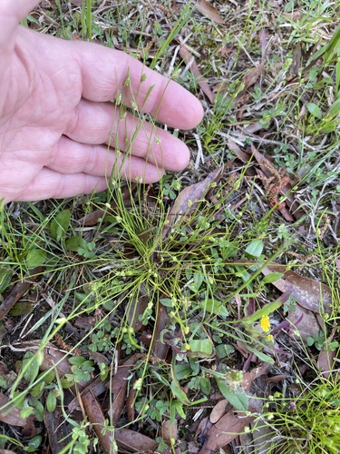 Isolepis carinata, photograph 2