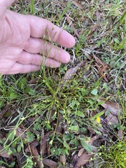 Isolepis carinata, photograph author not stated, no rights reserved