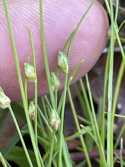 Isolepis carinata, photograph author not stated, no rights reserved