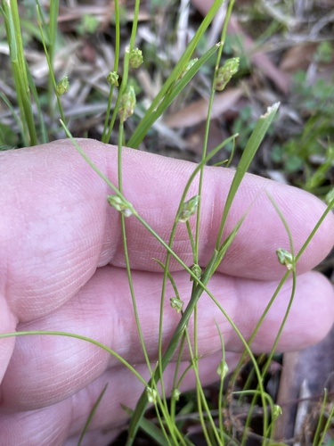 Isolepis carinata, photograph 5