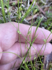 Isolepis carinata, photograph author not stated, no rights reserved