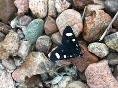 Alypiodes flavilinguis