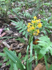 Platanthera cristata