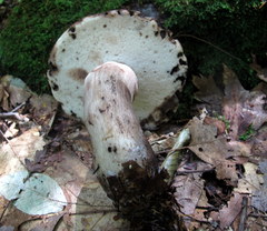 Tylopilus atronicotianus