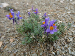 Linaria alpina alpina