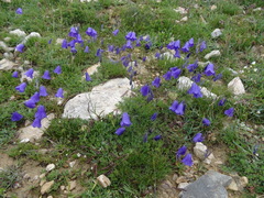 Campanula rotundifolia