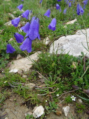 Campanula rotundifolia