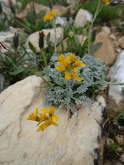 Jacobaea incana