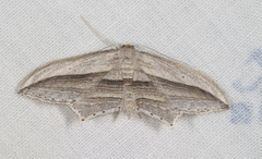 Arcobara multilineata