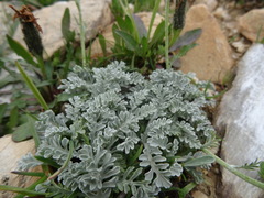 Jacobaea incana