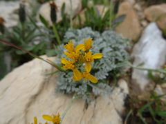 Jacobaea incana